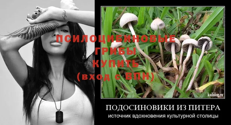 купить закладку  hydra сайт  Галлюциногенные грибы Psilocybe  Трубчевск 